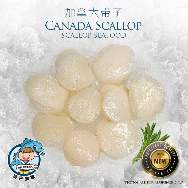 Canadian Scallop Mr Seafood Sdn Bhd   Canada Scallop 